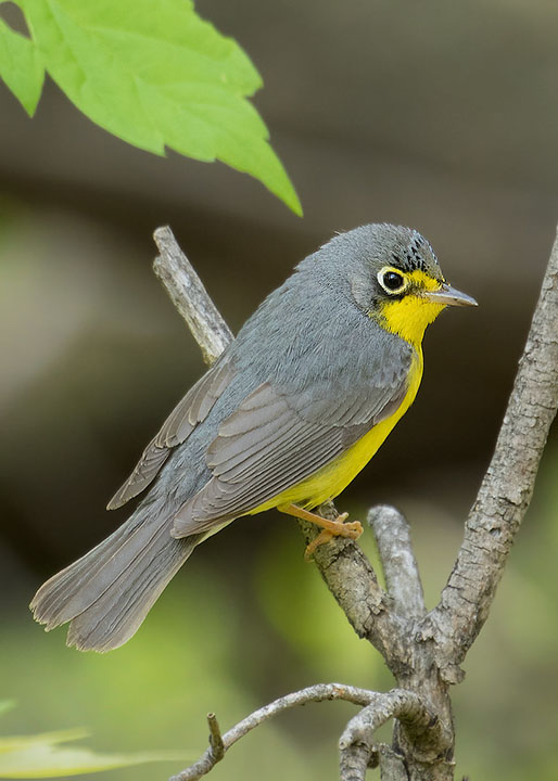 Canada Warbler