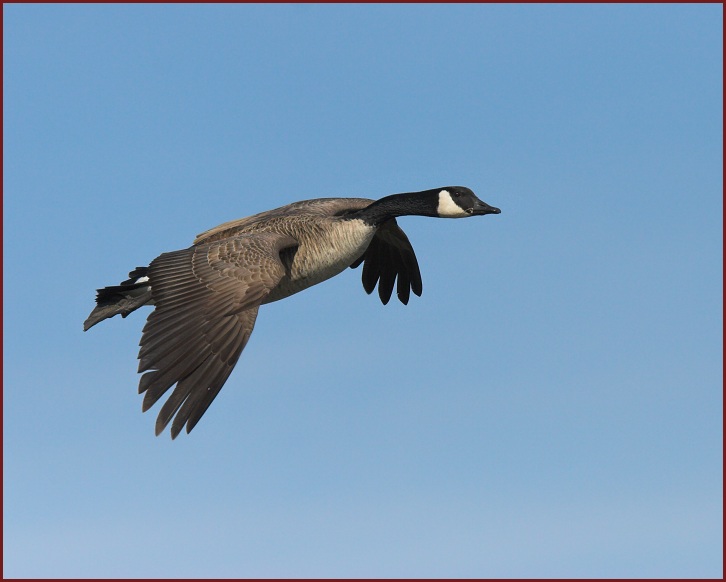 Canada Goose