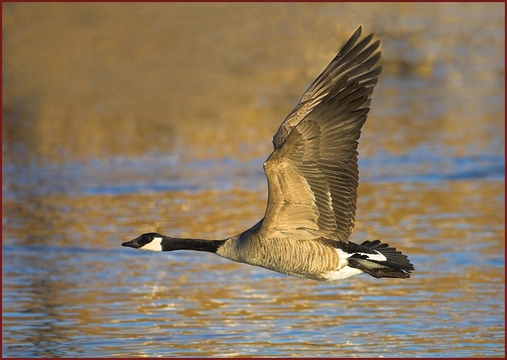 Canada Goose