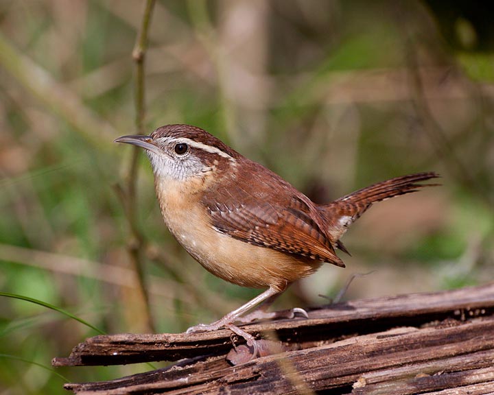 Carolina Wren