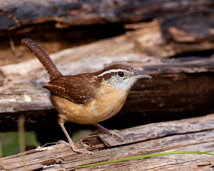 Carolina Wren