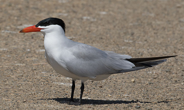 Caspian Tern