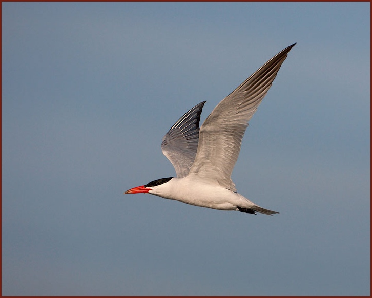 Caspian Tern