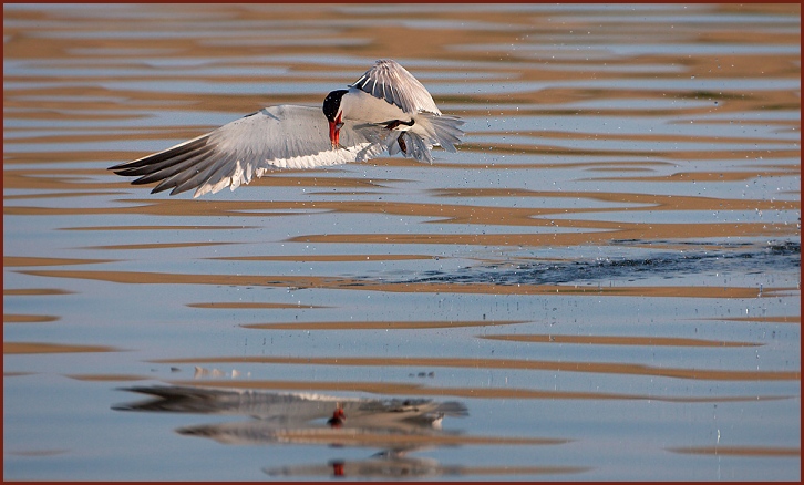 Caspian Tern