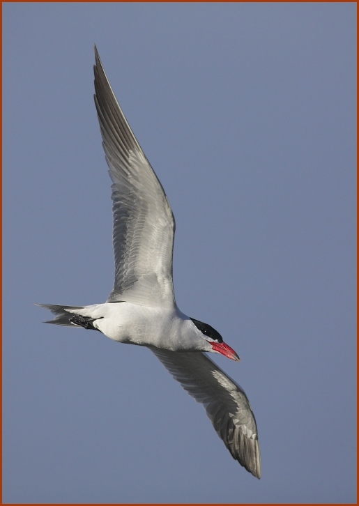 Caspian Tern