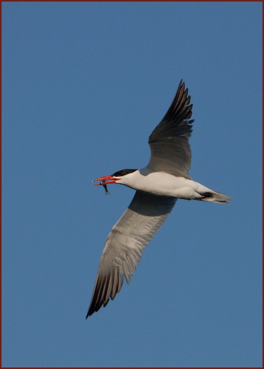 Caspian Tern