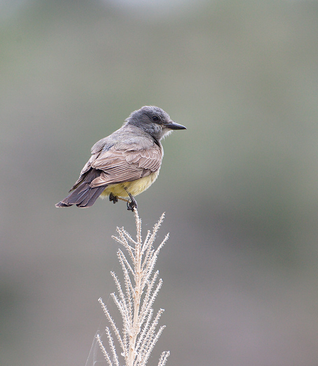 Cassin's Kingbird