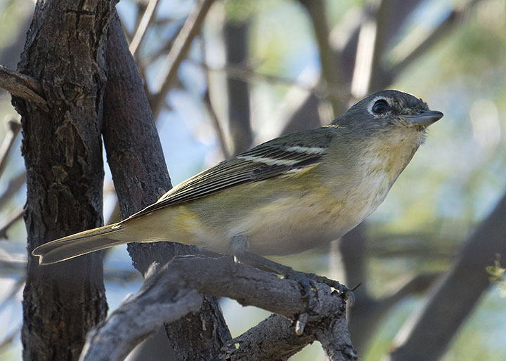 Cassin's Vireo