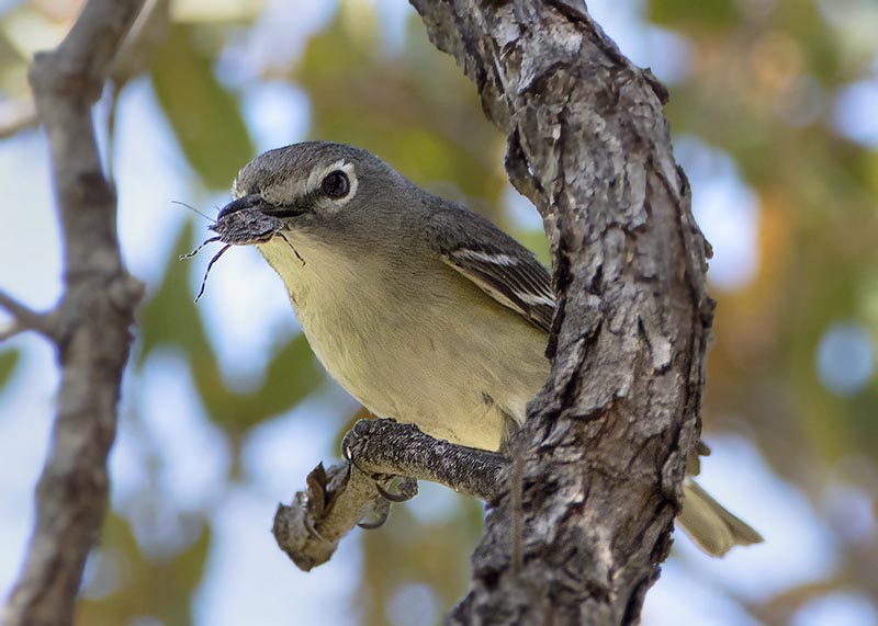 Cassin's Vireo