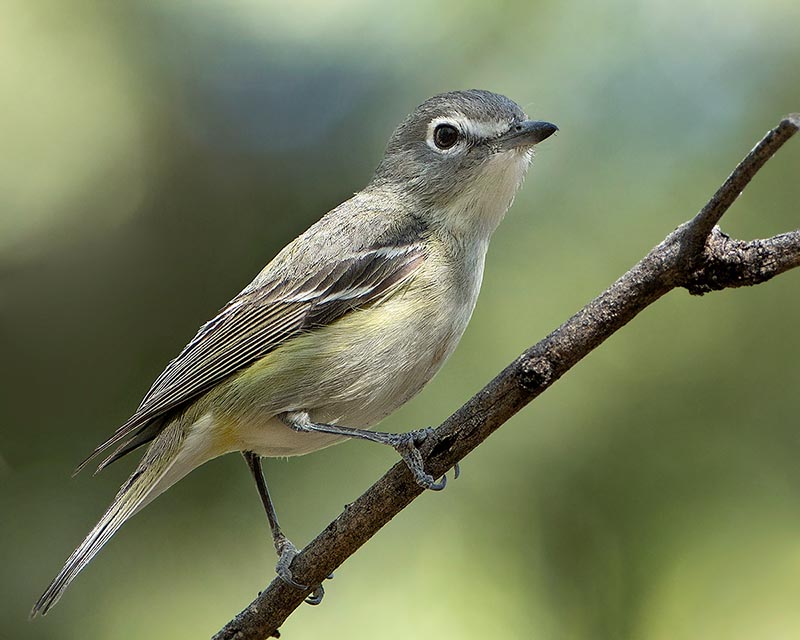 Cassin's Vireo