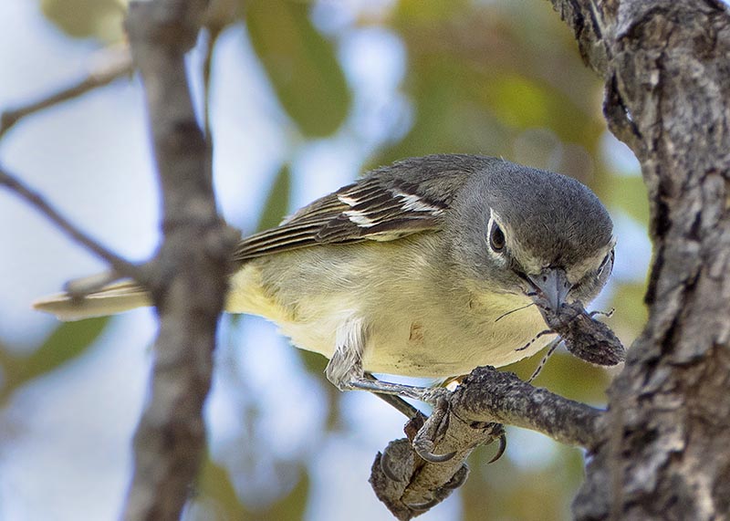 Cassin's Vireo