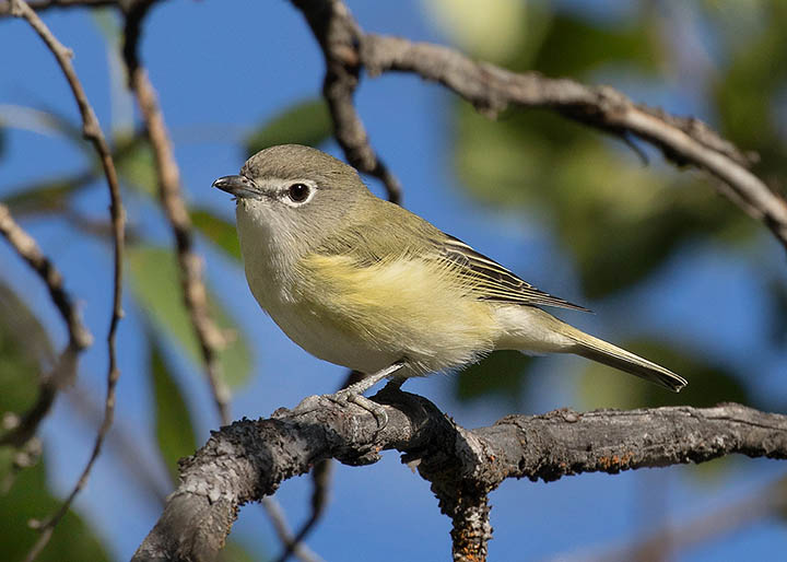 Cassin's Vireo