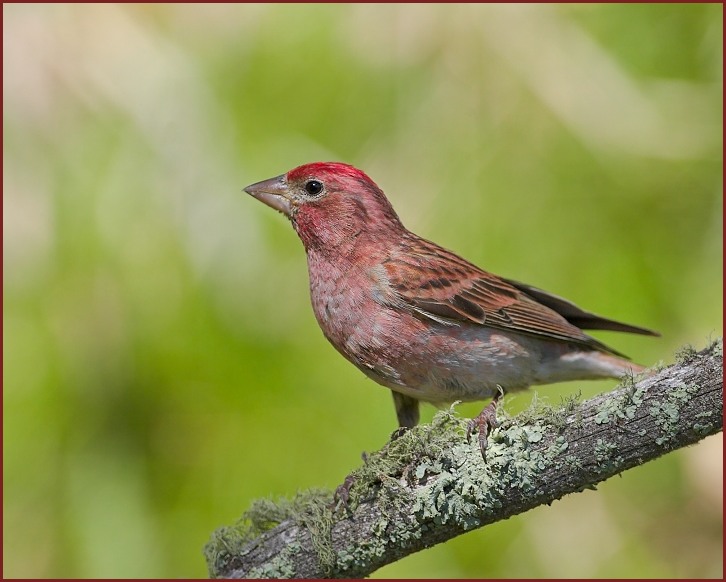 Cassin's finch