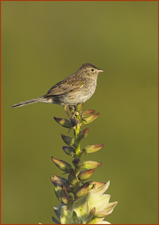 Cassin's Sparrow