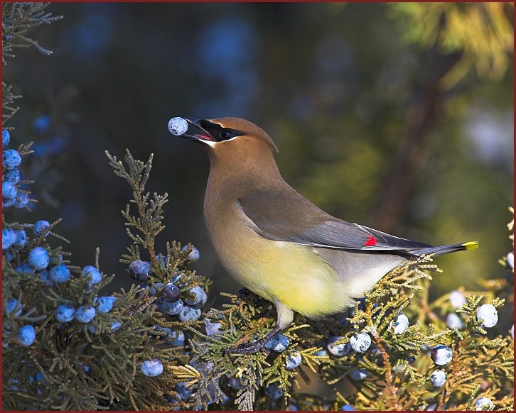 Cedar Waxwing