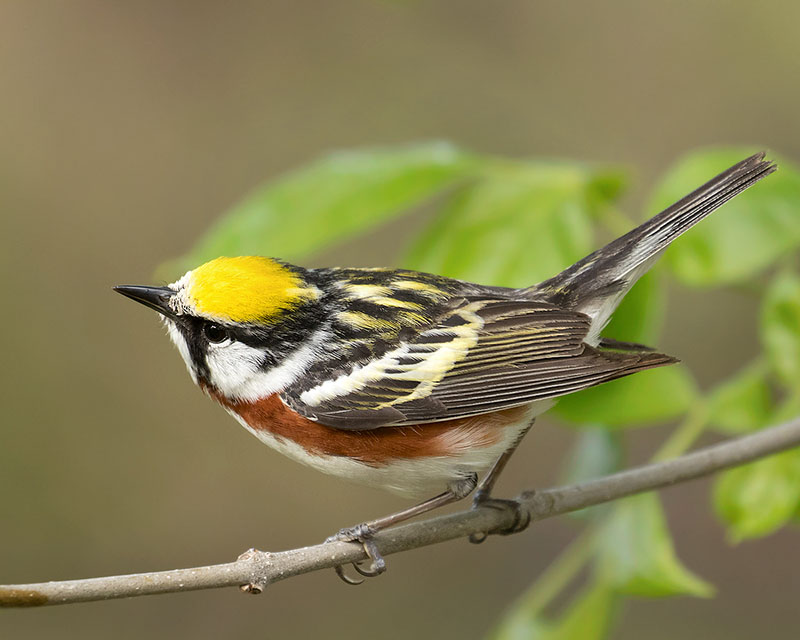 Chestnut-sided Warbler