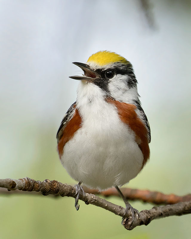 Chestnut-sided Warbler