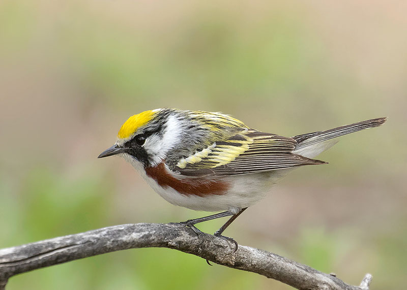 Chestnut-sided Warbler