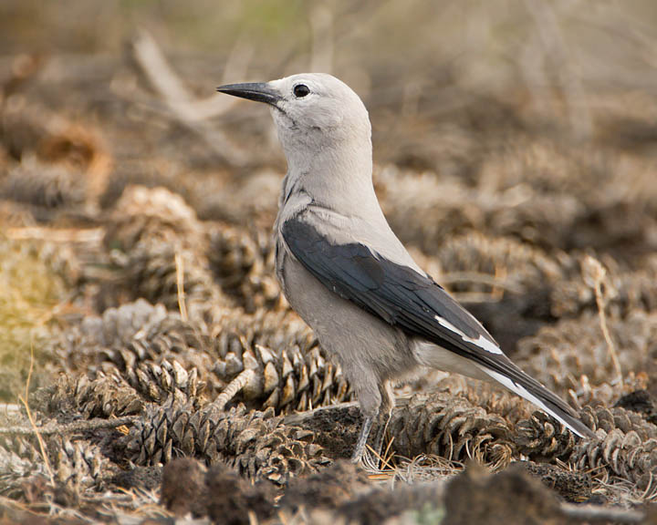 Clark's Nutcracker