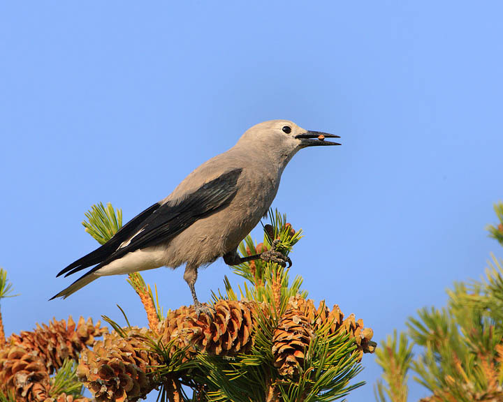 Clark's Nutcracker