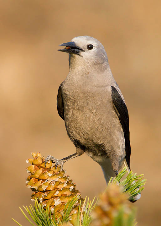 Clark's Nutcracker