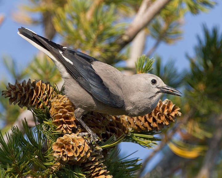 Clark's Nutcracker