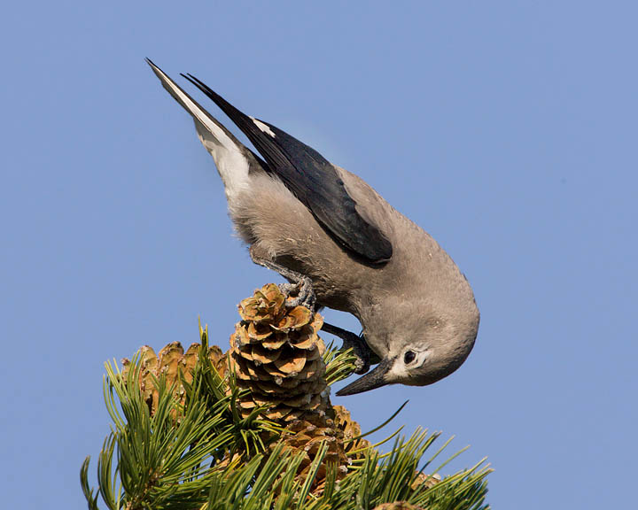 Clark's Nutcracker