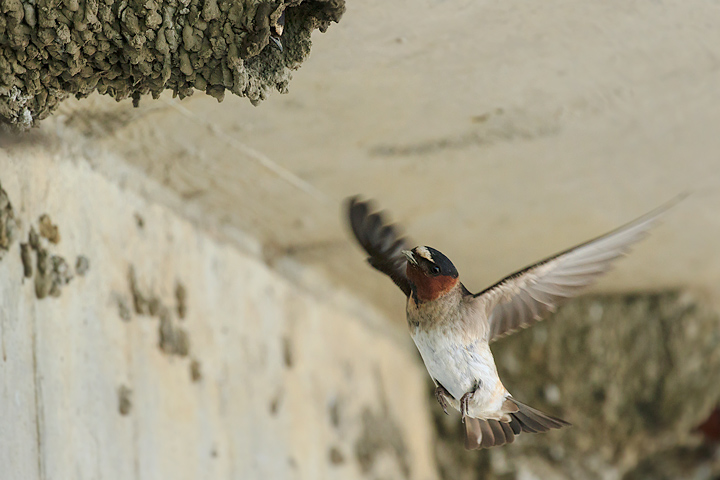 Cliff Swallow