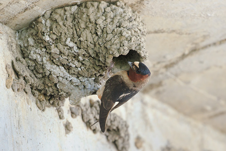 Cliff Swallow