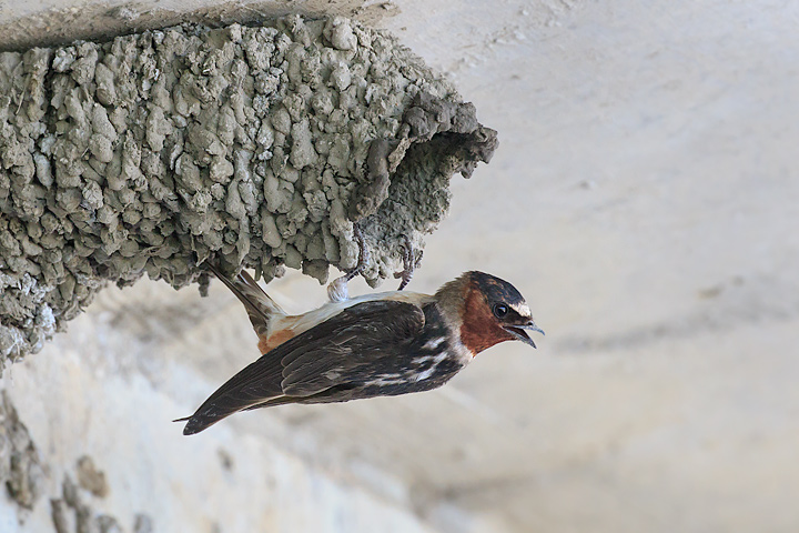 Cliff Swallow