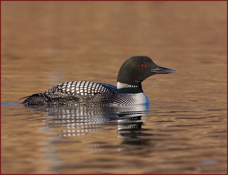 Common Loon