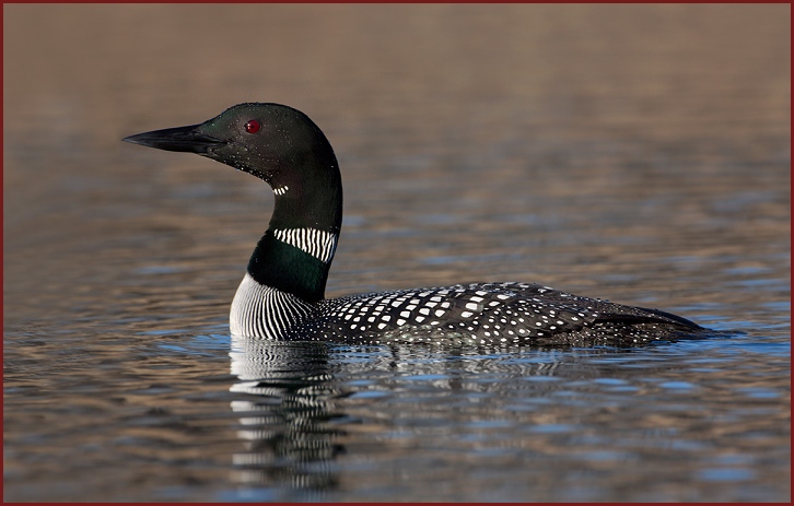 Common Loon