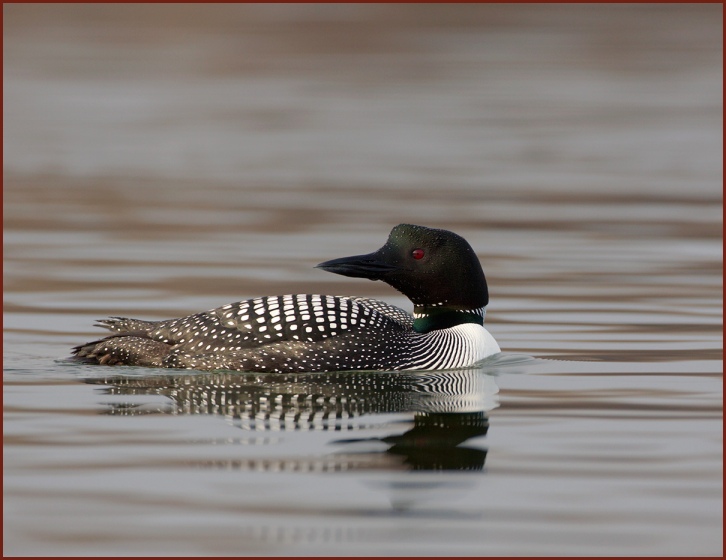 common loon