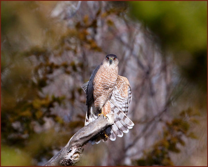 Cooper's Hawk