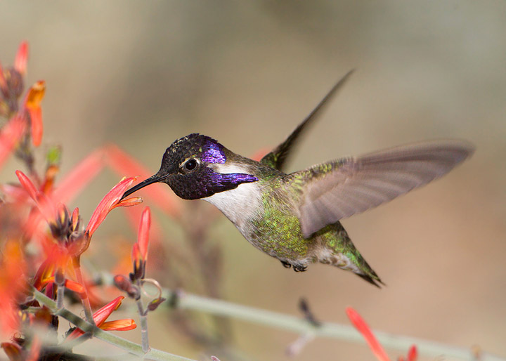 Costa's Hummingbird