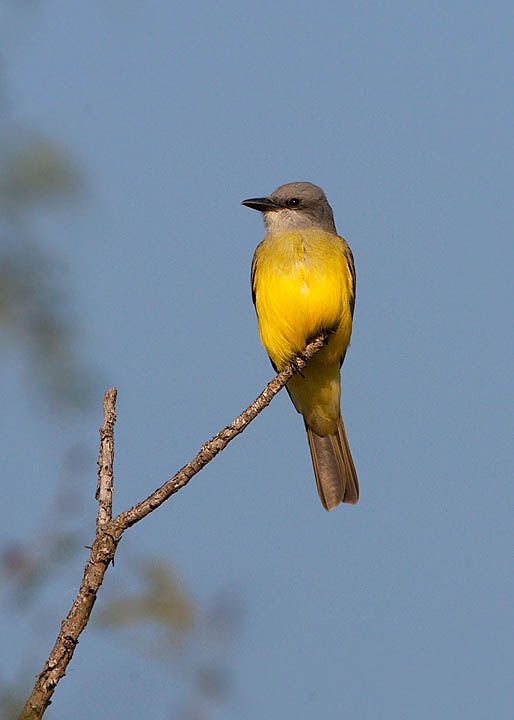 Couch's Kingbird