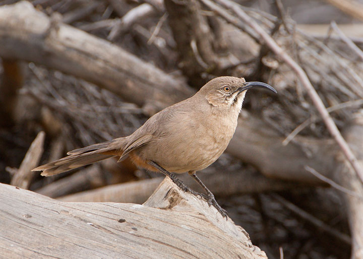 Crissal Thrasher