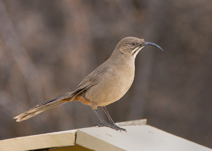 Crissal Thrasher