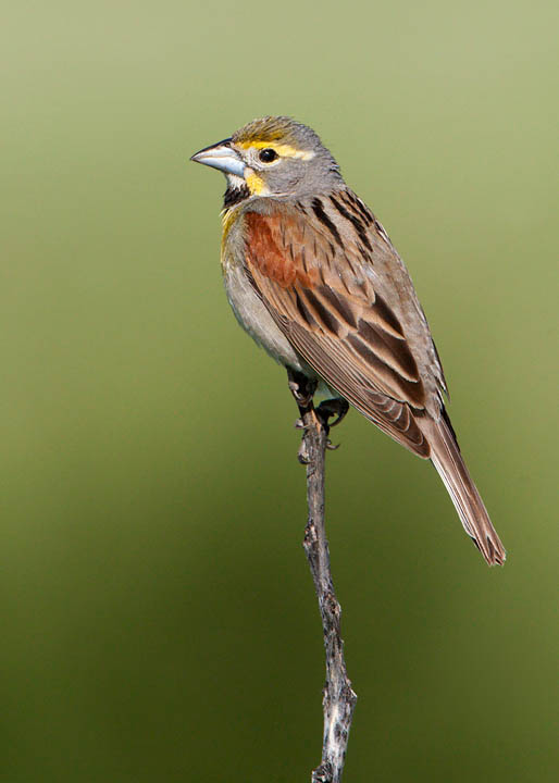 Dickcissel