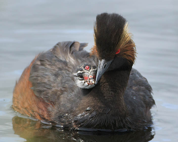 Eared Grebe