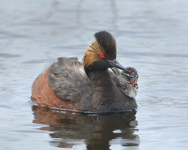 Eared Grebe