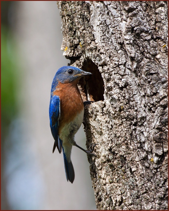 Eastern Bluebird