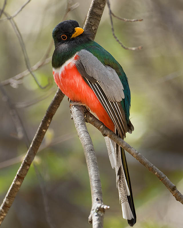 Elegant Trogon