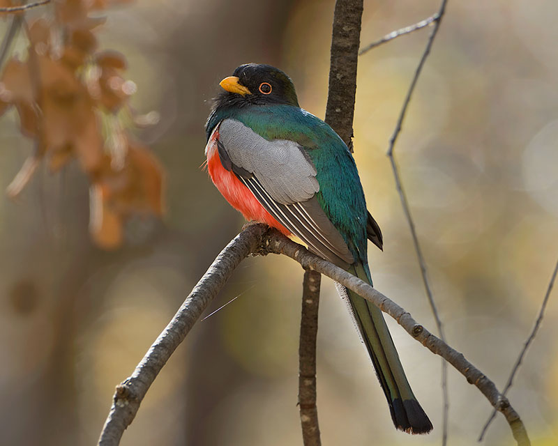 Elegant Trogon