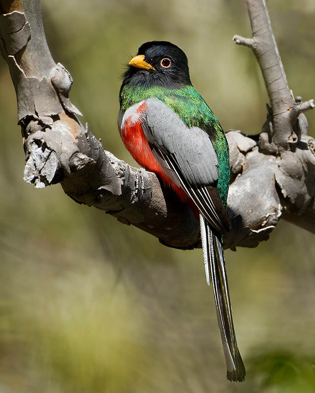 Elegant Trogon