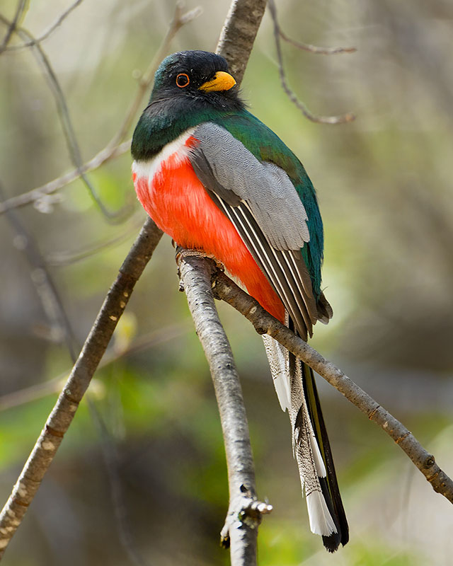 Elegant Trogon