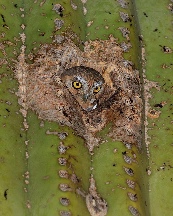 Elf Owl