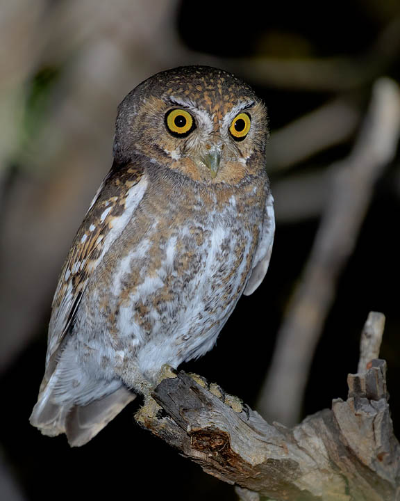 Elf Owl