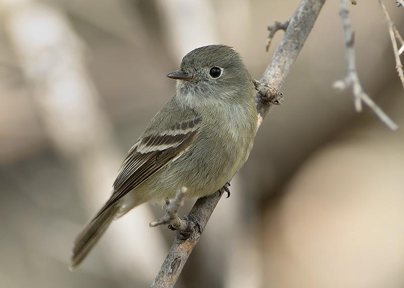 Hammond's Flycatcher