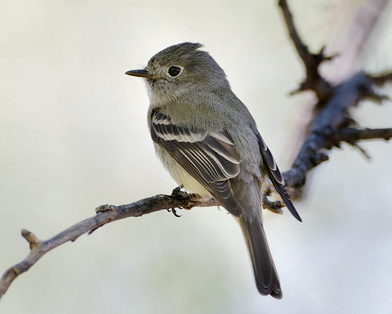 Hammond's Flycatcher